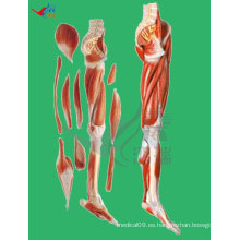 Pierna Muscular Baja con Rodilla (10 partes), Modelo de Pierna Anatómica